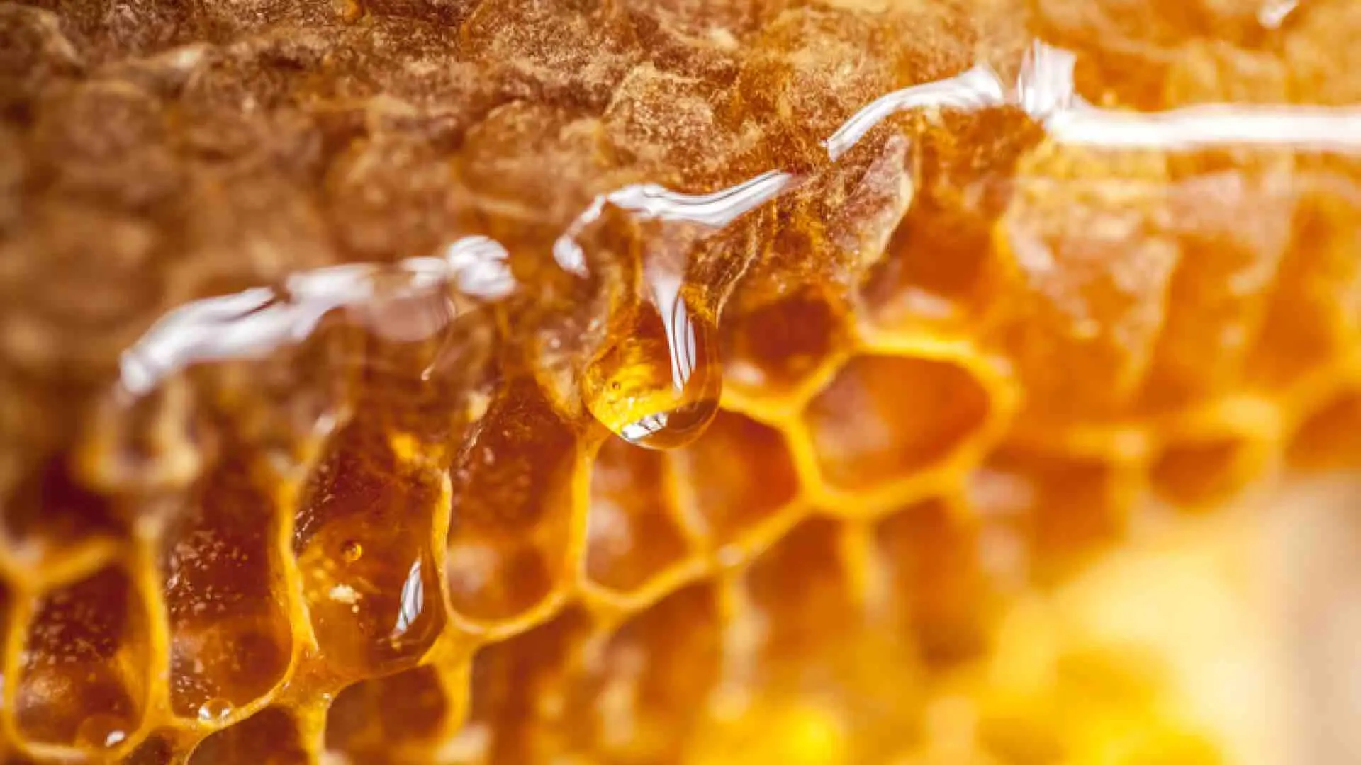 Frollatura in cera d'api, la svolta in cucina » Blog Deliveristo